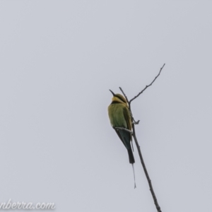 Merops ornatus at Tharwa, ACT - 8 Nov 2020