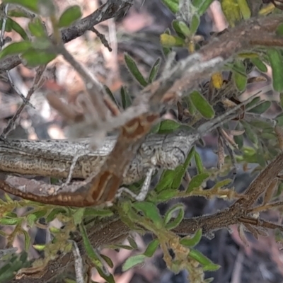 Coryphistes ruricola (Bark-mimicking Grasshopper) at Black Mountain - 19 Jan 2021 by Tdoh