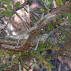 Coryphistes ruricola (Bark-mimicking Grasshopper) at Downer, ACT - 19 Jan 2021 by Tdoh