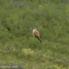 Falco cenchroides (Nankeen Kestrel) at Tharwa, ACT - 8 Nov 2020 by JonSteinbeck