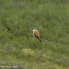 Falco cenchroides (Nankeen Kestrel) at Gigerline Nature Reserve - 7 Nov 2020 by BIrdsinCanberra