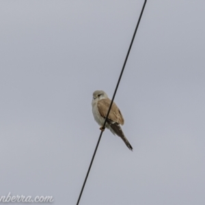 Falco cenchroides at Tharwa, ACT - 8 Nov 2020