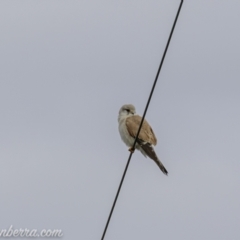 Falco cenchroides at Tharwa, ACT - 8 Nov 2020