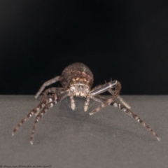 Tmarus marmoreus (Marbled crab spider) at Paddys River, ACT - 19 Jan 2021 by Roger