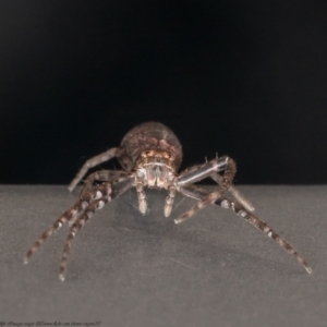 Tmarus marmoreus at Paddys River, ACT - 19 Jan 2021 12:29 PM