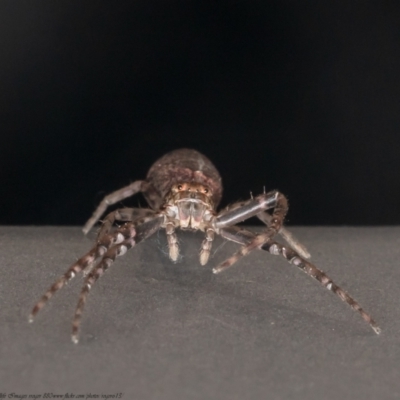 Tmarus marmoreus (Marbled crab spider) at Namadgi National Park - 19 Jan 2021 by Roger