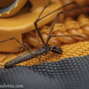 Tetragnatha sp. (genus) at Tharwa, ACT - 22 Nov 2020