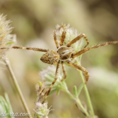 Backobourkia sp. (genus) (An orb weaver) at Paddys River, ACT - 21 Nov 2020 by BIrdsinCanberra