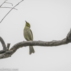 Ptilotula penicillata (White-plumed Honeyeater) at Paddys River, ACT - 22 Nov 2020 by BIrdsinCanberra