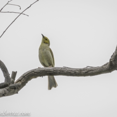 Ptilotula penicillata (White-plumed Honeyeater) at Paddys River, ACT - 21 Nov 2020 by BIrdsinCanberra