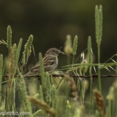 Passer domesticus (House Sparrow) at Paddys River, ACT - 22 Nov 2020 by JonSteinbeck