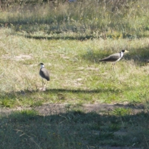 Vanellus miles at Mawson, ACT - 17 Jan 2021 10:16 AM