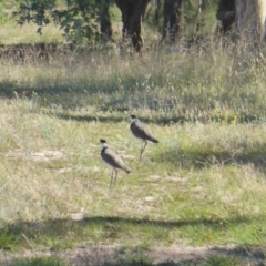 Vanellus miles at Mawson, ACT - 17 Jan 2021 10:16 AM