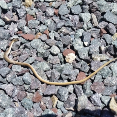 Delma inornata (Olive Legless-lizard) at Yass River, NSW - 19 Jan 2021 by SenexRugosus