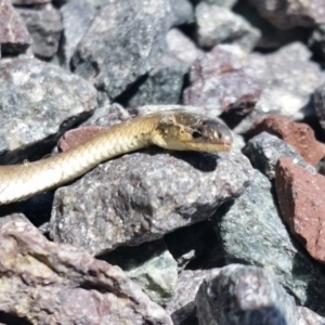 Delma inornata at Yass River, NSW - 19 Jan 2021 12:16 PM