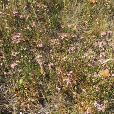 Centaurium sp. (Centaury) at Garran, ACT - 6 Mar 2017 by ruthkerruish