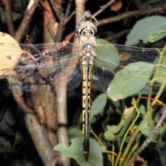 Hemicordulia tau (Tau Emerald) at Bullen Range - 16 Jan 2021 by HelenCross