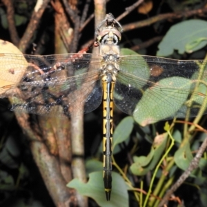 Hemicordulia tau at Tuggeranong DC, ACT - 16 Jan 2021