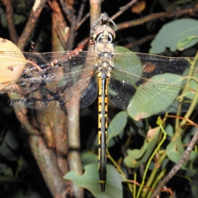 Hemicordulia tau (Tau Emerald) at Tuggeranong DC, ACT - 16 Jan 2021 by HelenCross