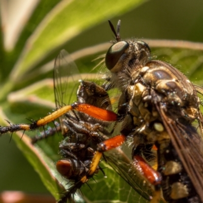 Thereutria amaraca (Spine-legged Robber Fly) at Ainslie, ACT - 19 Jan 2021 by trevsci