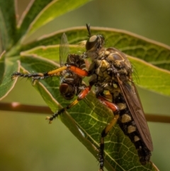 Thereutria amaraca at Ainslie, ACT - 19 Jan 2021