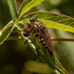 Thereutria amaraca at Ainslie, ACT - 19 Jan 2021