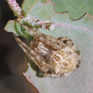 Backobourkia sp. (genus) at O'Connor, ACT - 18 Jan 2021 10:11 AM