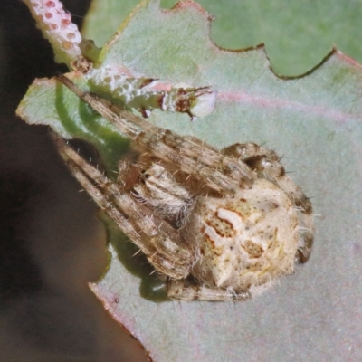 Backobourkia sp. (genus) (An orb weaver) at O'Connor, ACT - 18 Jan 2021 by ConBoekel