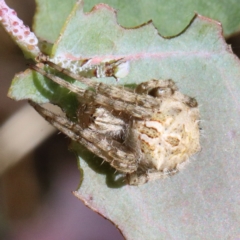 Backobourkia sp. (genus) at O'Connor, ACT - 18 Jan 2021 10:11 AM