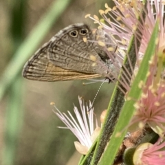 Nacaduba biocellata (Two-spotted Line-Blue) at Murrumbateman, NSW - 19 Jan 2021 by SimoneC