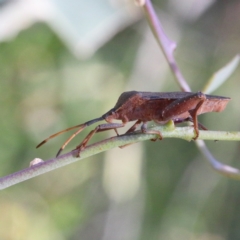 Amorbus (genus) (Eucalyptus Tip bug) at O'Connor, ACT - 18 Jan 2021 by ConBoekel