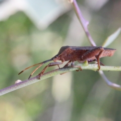 Amorbus sp. (genus) (Eucalyptus Tip bug) at Dryandra St Woodland - 17 Jan 2021 by ConBoekel