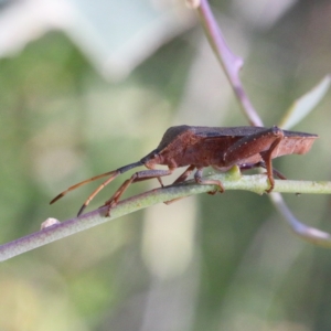 Amorbus sp. (genus) at O'Connor, ACT - 18 Jan 2021 10:30 AM