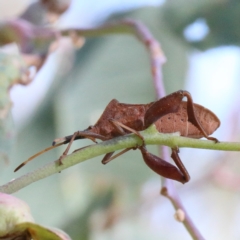 Amorbus sp. (genus) at O'Connor, ACT - 18 Jan 2021 10:30 AM