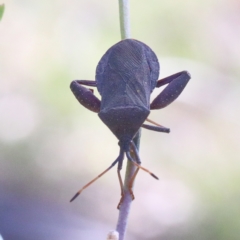 Amorbus sp. (genus) at O'Connor, ACT - 18 Jan 2021