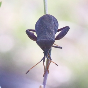 Amorbus sp. (genus) at O'Connor, ACT - 18 Jan 2021 10:30 AM