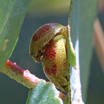 Paropsisterna fastidiosa (Eucalyptus leaf beetle) at O'Connor, ACT - 17 Jan 2021 by ConBoekel