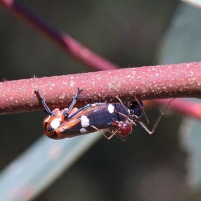 Eurymela fenestrata (Gum tree leafhopper) at O'Connor, ACT - 18 Jan 2021 by ConBoekel