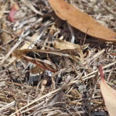 Gastrimargus musicus (Yellow-winged Locust or Grasshopper) at O'Connor, ACT - 18 Jan 2021 by ConBoekel