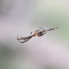 Plebs eburnus (Eastern bush orb-weaver) at Dryandra St Woodland - 18 Jan 2021 by ConBoekel