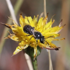 Lasioglossum (Chilalictus) lanarium (Halictid bee) at O'Connor, ACT - 17 Jan 2021 by ConBoekel