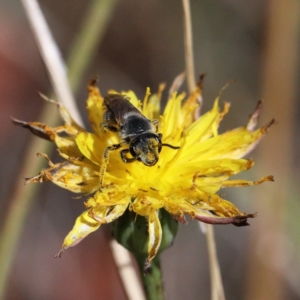 Lasioglossum (Chilalictus) lanarium at O'Connor, ACT - 18 Jan 2021 09:39 AM