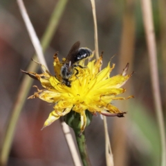 Lasioglossum (Chilalictus) lanarium at O'Connor, ACT - 18 Jan 2021