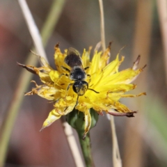 Lasioglossum (Chilalictus) lanarium at O'Connor, ACT - 18 Jan 2021 09:39 AM