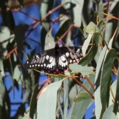 Papilio anactus (Dainty Swallowtail) at O'Connor, ACT - 17 Jan 2021 by ConBoekel