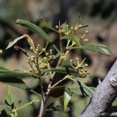 Acacia implexa (Hickory Wattle, Lightwood) at O'Connor, ACT - 17 Jan 2021 by ConBoekel