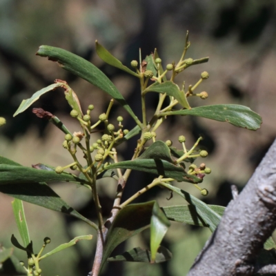 Acacia implexa (Hickory Wattle, Lightwood) at O'Connor, ACT - 18 Jan 2021 by ConBoekel