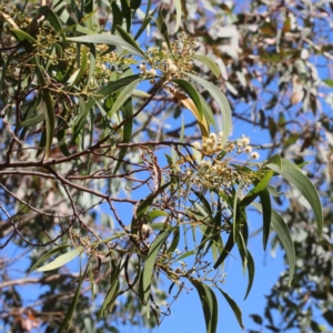 Acacia implexa at O'Connor, ACT - 18 Jan 2021 10:34 AM