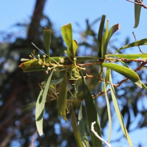 Acacia implexa at O'Connor, ACT - 18 Jan 2021