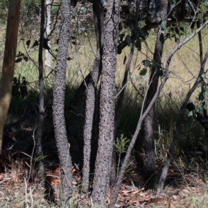 Acacia implexa at O'Connor, ACT - 18 Jan 2021